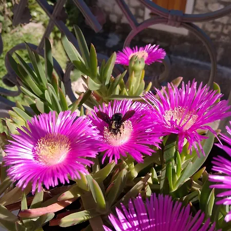 St Peter's Heritage House * Trogir