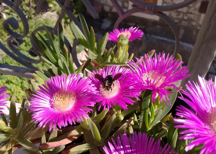 St Peter's Heritage House * Trogir